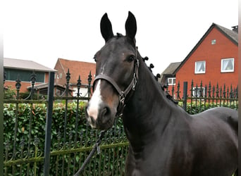 Más caballos centroeuropeos, Yegua, 5 años, 160 cm