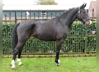 Más caballos centroeuropeos, Yegua, 5 años, 160 cm