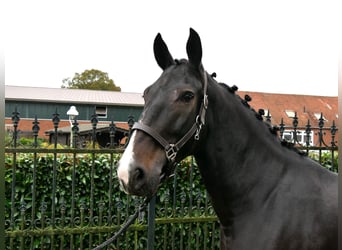 Más caballos centroeuropeos, Yegua, 5 años, 160 cm