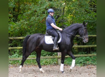 Más caballos centroeuropeos, Yegua, 5 años, 160 cm