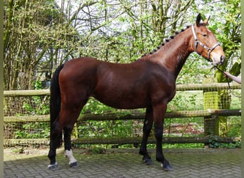 Más caballos centroeuropeos, Yegua, 5 años, 160 cm
