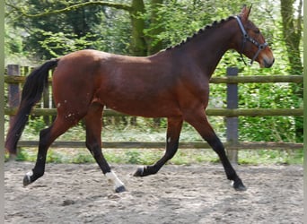 Más caballos centroeuropeos, Yegua, 5 años, 160 cm