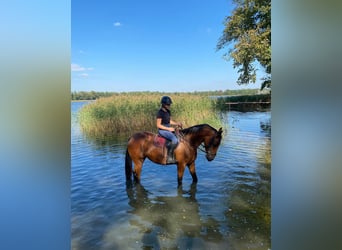 Más caballos centroeuropeos Mestizo, Yegua, 5 años, 160 cm, Castaño