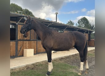 Más caballos centroeuropeos, Yegua, 5 años, 160 cm, Negro