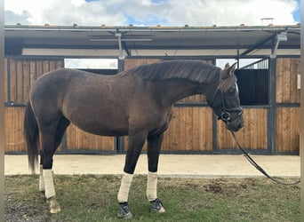 Más caballos centroeuropeos, Yegua, 5 años, 160 cm, Negro