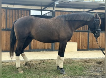 Más caballos centroeuropeos, Yegua, 5 años, 160 cm, Negro