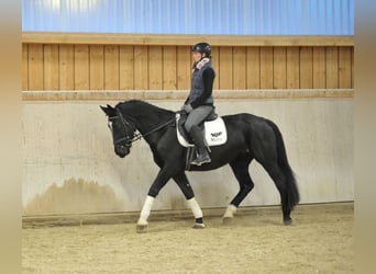 Más caballos centroeuropeos, Yegua, 5 años, 160 cm, Negro