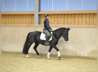 Más caballos centroeuropeos, Yegua, 5 años, 160 cm, Negro