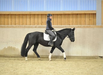 Más caballos centroeuropeos, Yegua, 5 años, 160 cm, Negro