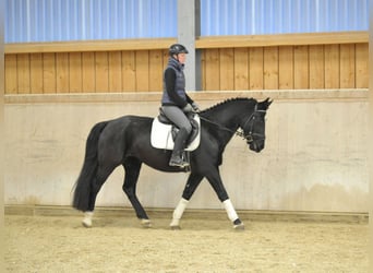 Más caballos centroeuropeos, Yegua, 5 años, 160 cm, Negro