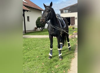 Más caballos centroeuropeos, Yegua, 5 años, 160 cm, Negro