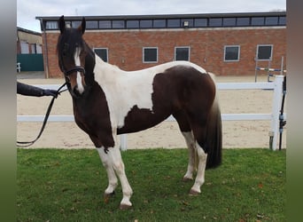 Más caballos centroeuropeos, Yegua, 5 años, 160 cm, Pío