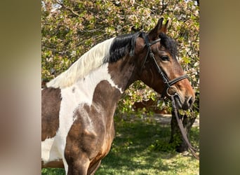 Más caballos centroeuropeos, Yegua, 5 años, 160 cm, Pío