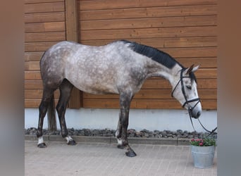 Más caballos centroeuropeos, Yegua, 5 años, 160 cm, Tordo rodado