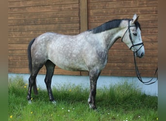 Más caballos centroeuropeos, Yegua, 5 años, 160 cm, Tordo rodado