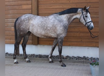 Más caballos centroeuropeos, Yegua, 5 años, 160 cm, Tordo rodado