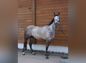 Más caballos centroeuropeos, Yegua, 5 años, 160 cm, Tordo rodado