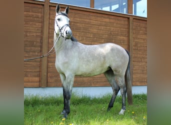 Más caballos centroeuropeos, Yegua, 5 años, 160 cm, Tordo rodado