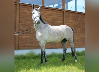 Más caballos centroeuropeos, Yegua, 5 años, 160 cm, Tordo rodado