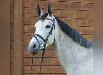 Más caballos centroeuropeos, Yegua, 5 años, 160 cm, Tordo rodado