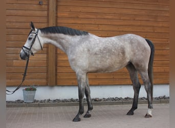 Más caballos centroeuropeos, Yegua, 5 años, 160 cm, Tordo rodado