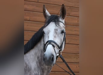 Más caballos centroeuropeos, Yegua, 5 años, 160 cm, Tordo rodado