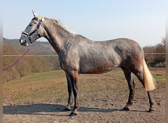 Más caballos centroeuropeos, Yegua, 5 años, 160 cm, White/Blanco
