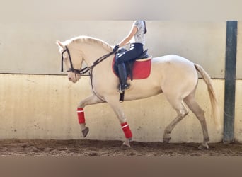 Más caballos centroeuropeos, Yegua, 5 años, 161 cm, Perlino