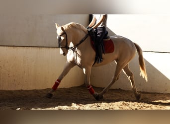 Más caballos centroeuropeos, Yegua, 5 años, 161 cm, Perlino