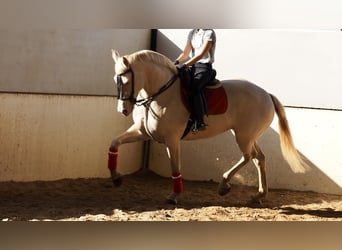 Más caballos centroeuropeos, Yegua, 5 años, 161 cm, Perlino