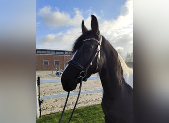 Más caballos centroeuropeos, Yegua, 5 años, 162 cm, Pío