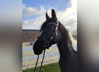 Más caballos centroeuropeos, Yegua, 5 años, 162 cm, Pío