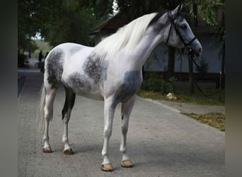 Más caballos centroeuropeos, Yegua, 5 años, 162 cm, Pío