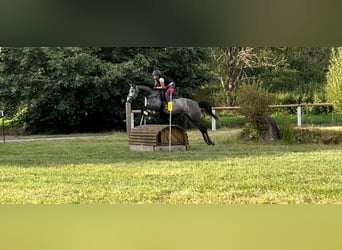 Más caballos centroeuropeos, Yegua, 5 años, 162 cm, Tordo