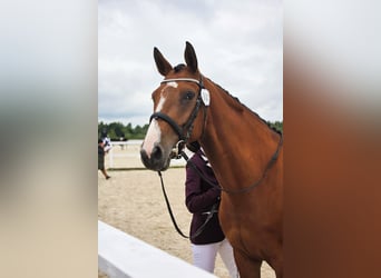 Más caballos centroeuropeos, Yegua, 5 años, 163 cm, Castaño
