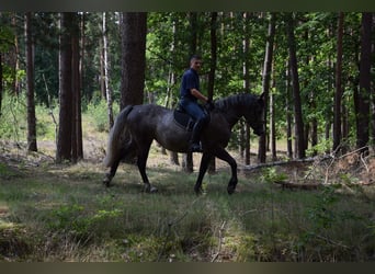 Más caballos centroeuropeos, Yegua, 5 años, 163 cm, Tordo rodado
