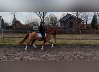 Más caballos centroeuropeos, Yegua, 5 años, 165 cm, Alazán