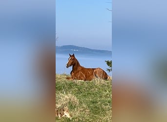 Más caballos centroeuropeos, Yegua, 5 años, 165 cm, Alazán