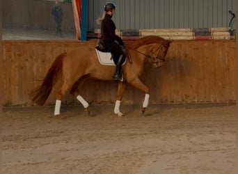 Más caballos centroeuropeos, Yegua, 5 años, 165 cm, Alazán