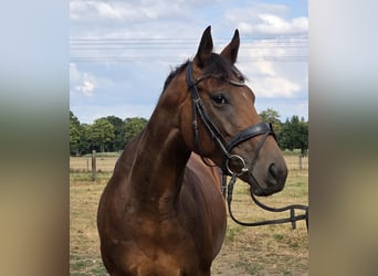 Más caballos centroeuropeos, Yegua, 5 años, 165 cm, Castaño