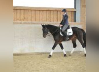 Más caballos centroeuropeos, Yegua, 5 años, 165 cm, Castaño oscuro