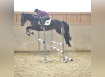 Más caballos centroeuropeos, Yegua, 5 años, 165 cm, Castaño oscuro