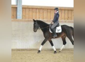 Más caballos centroeuropeos, Yegua, 5 años, 165 cm, Castaño oscuro