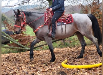 Más caballos centroeuropeos, Yegua, 5 años, 165 cm, Ruano alazán