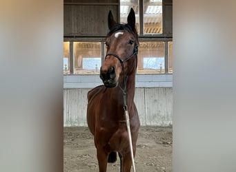 Más caballos centroeuropeos, Yegua, 5 años, 166 cm, Castaño