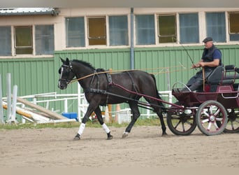 Más caballos centroeuropeos, Yegua, 5 años, 166 cm, Morcillo