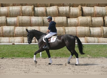 Más caballos centroeuropeos, Yegua, 5 años, 166 cm, Morcillo