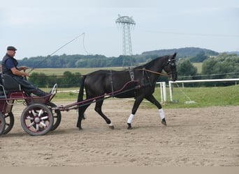 Más caballos centroeuropeos, Yegua, 5 años, 166 cm, Morcillo