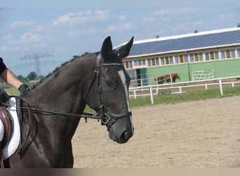 Más caballos centroeuropeos, Yegua, 5 años, 166 cm, Morcillo