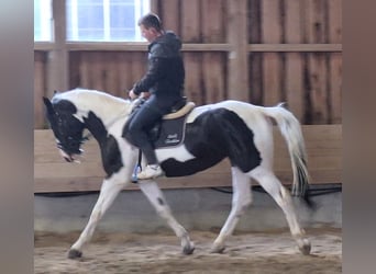 Más caballos centroeuropeos, Yegua, 5 años, 166 cm, Pío